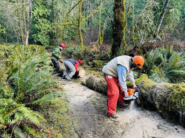 Chainsaw work on maple Chainsaw work on big maple.jpeg