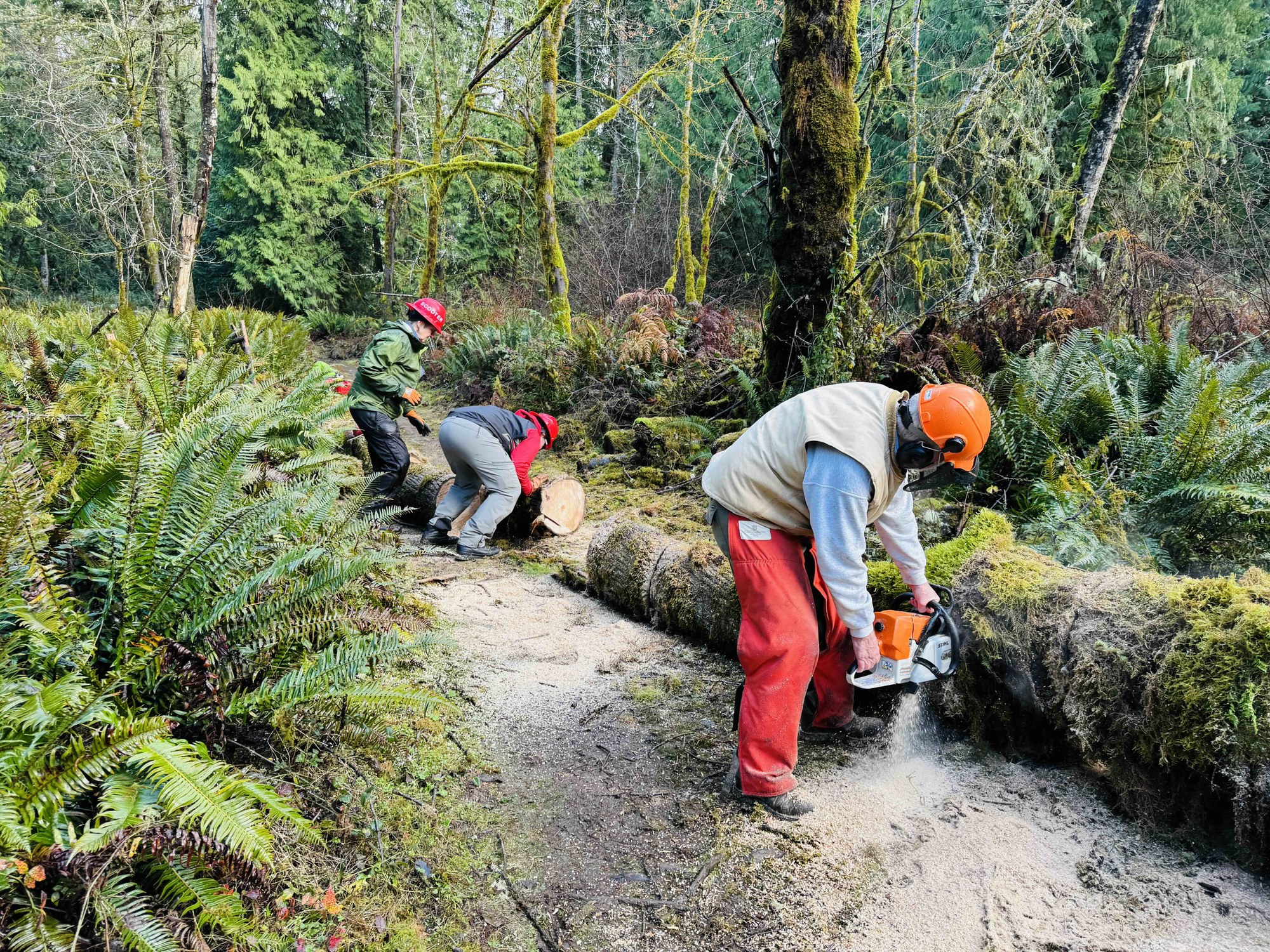 Chainsaw work on big maple.jpeg