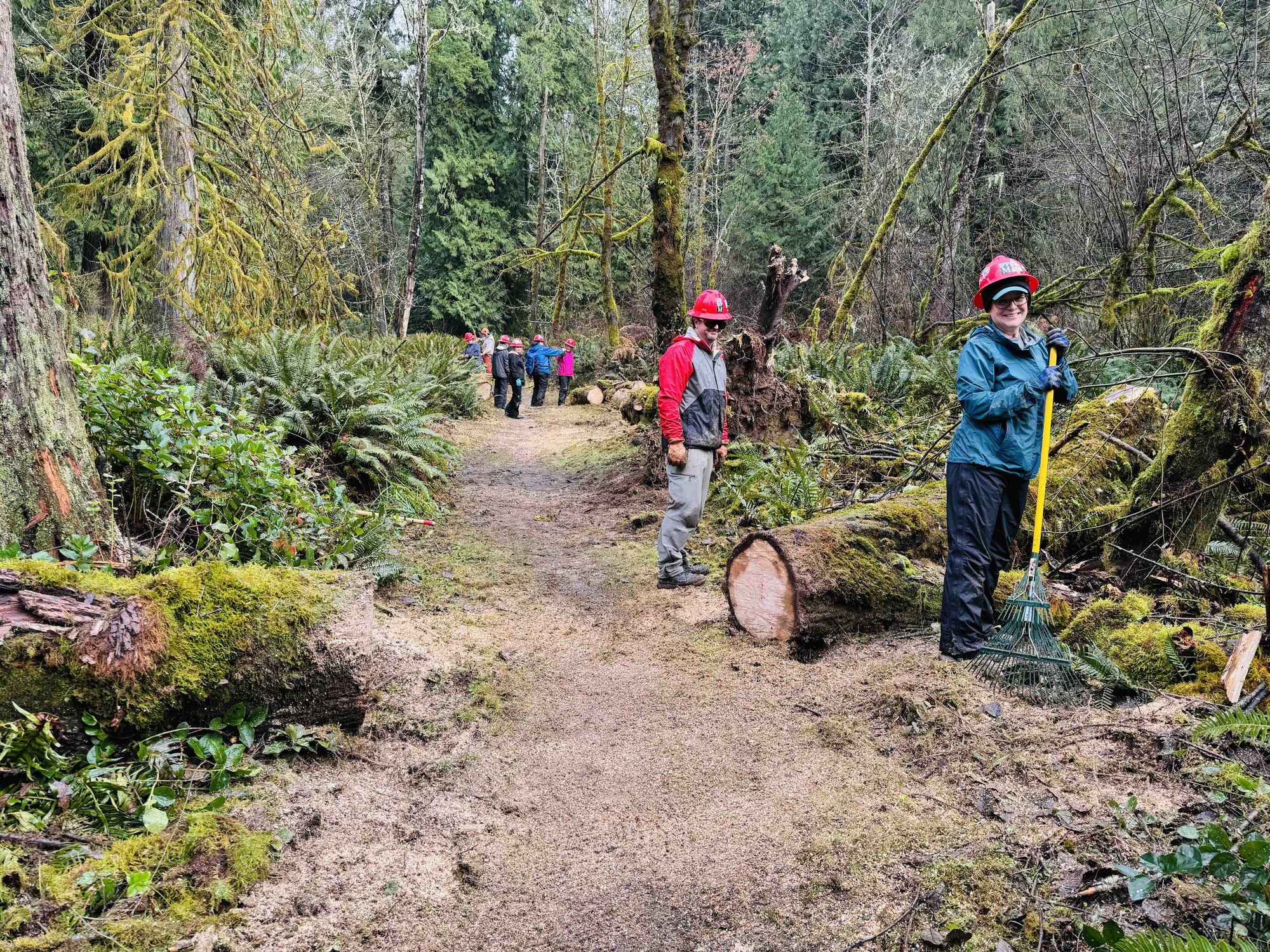 Maples almost cleared.jpeg