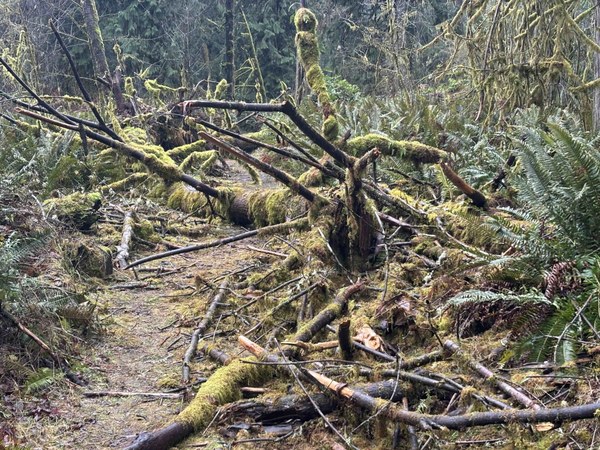 Train wreck The train wreck.jpeg