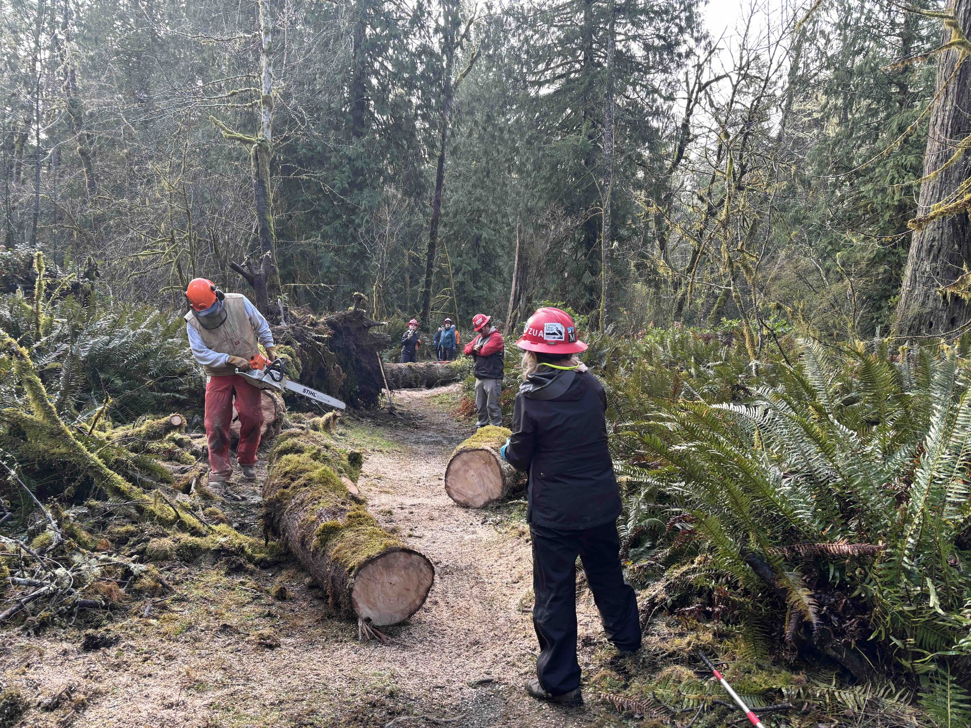 Working on the big maple.jpeg