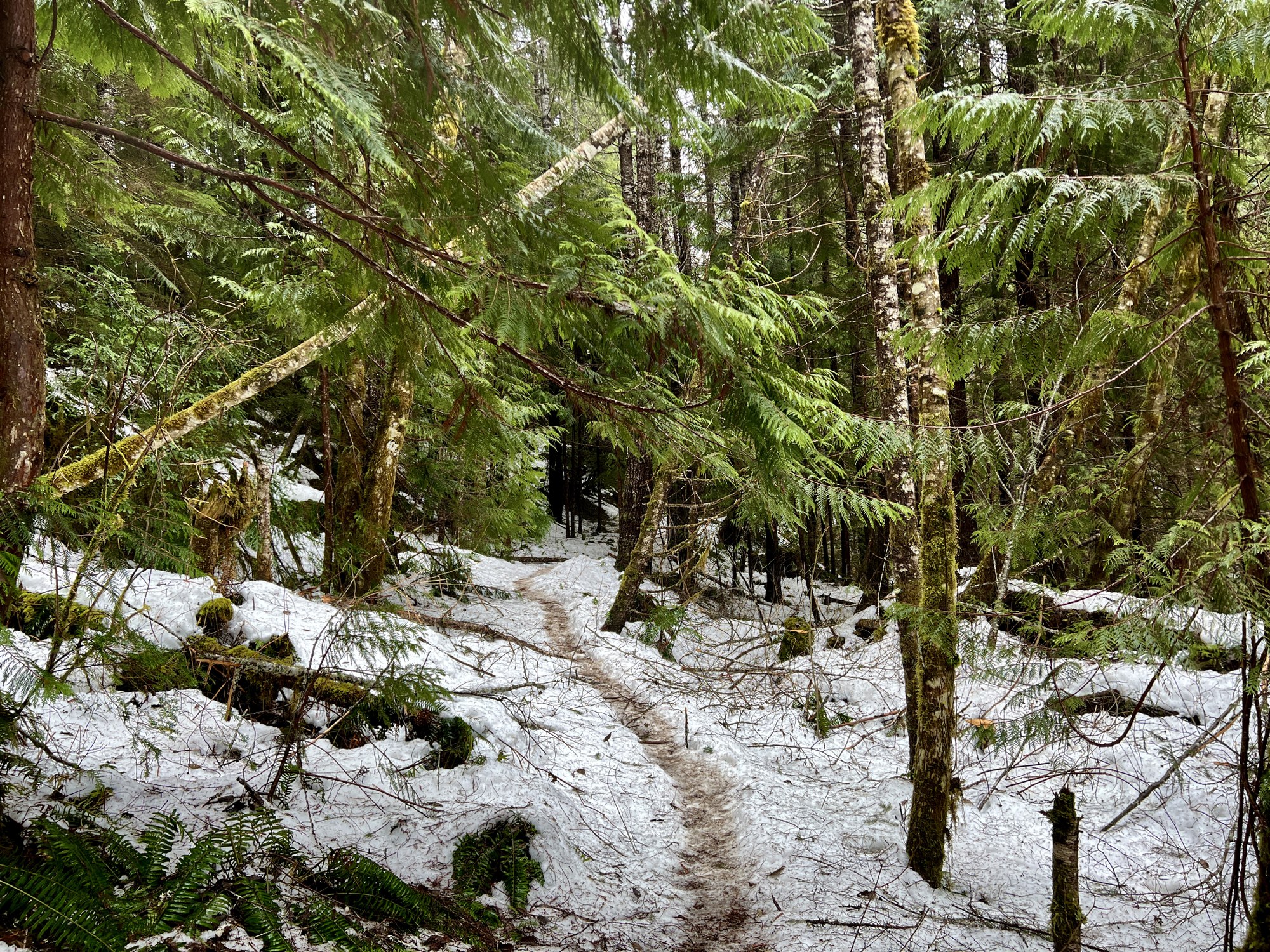 Day Hike Lower Big Quilcene — The Mountaineers