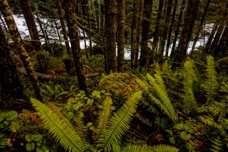 Action Alert: Protect the Tongass National Forest and Defend the Roadless Rule