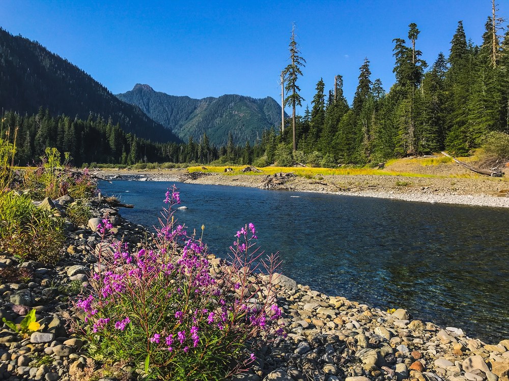 Action Alert! The Forest Service is Reorganizing and We Need Your Voice