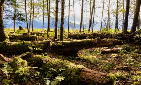 Action Alert: Defend the Roadless Rule and the Tongass National Forest