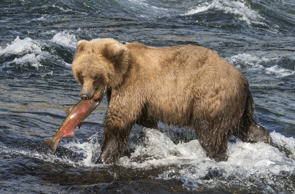 Bears and Salmon