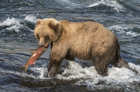 Bears and Salmon