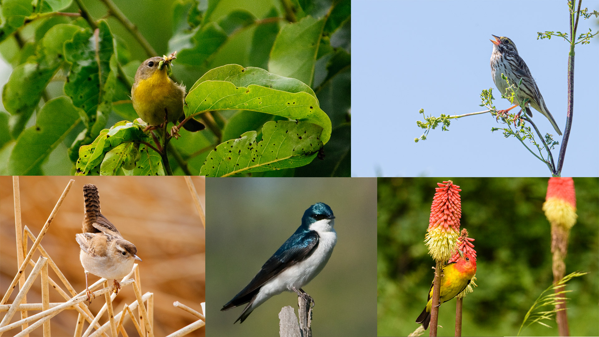 Birding in Quarantine | May 12-Jun 2