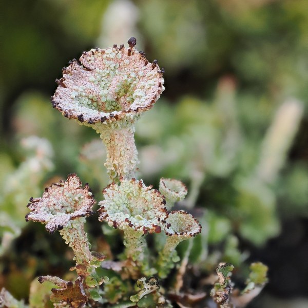 * BLOG PHOTO Cladonia sp.jpg