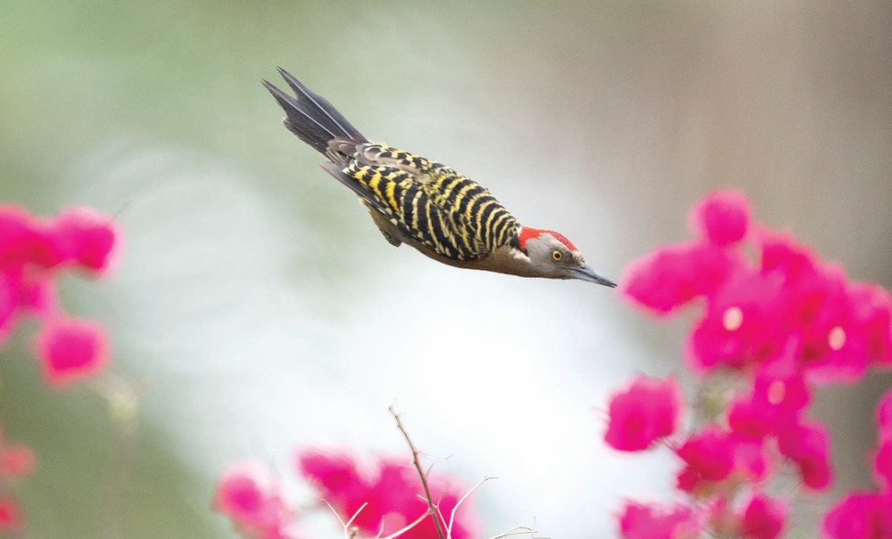 Bookmarks | Woodpecker: Wonders of Our Wildlands