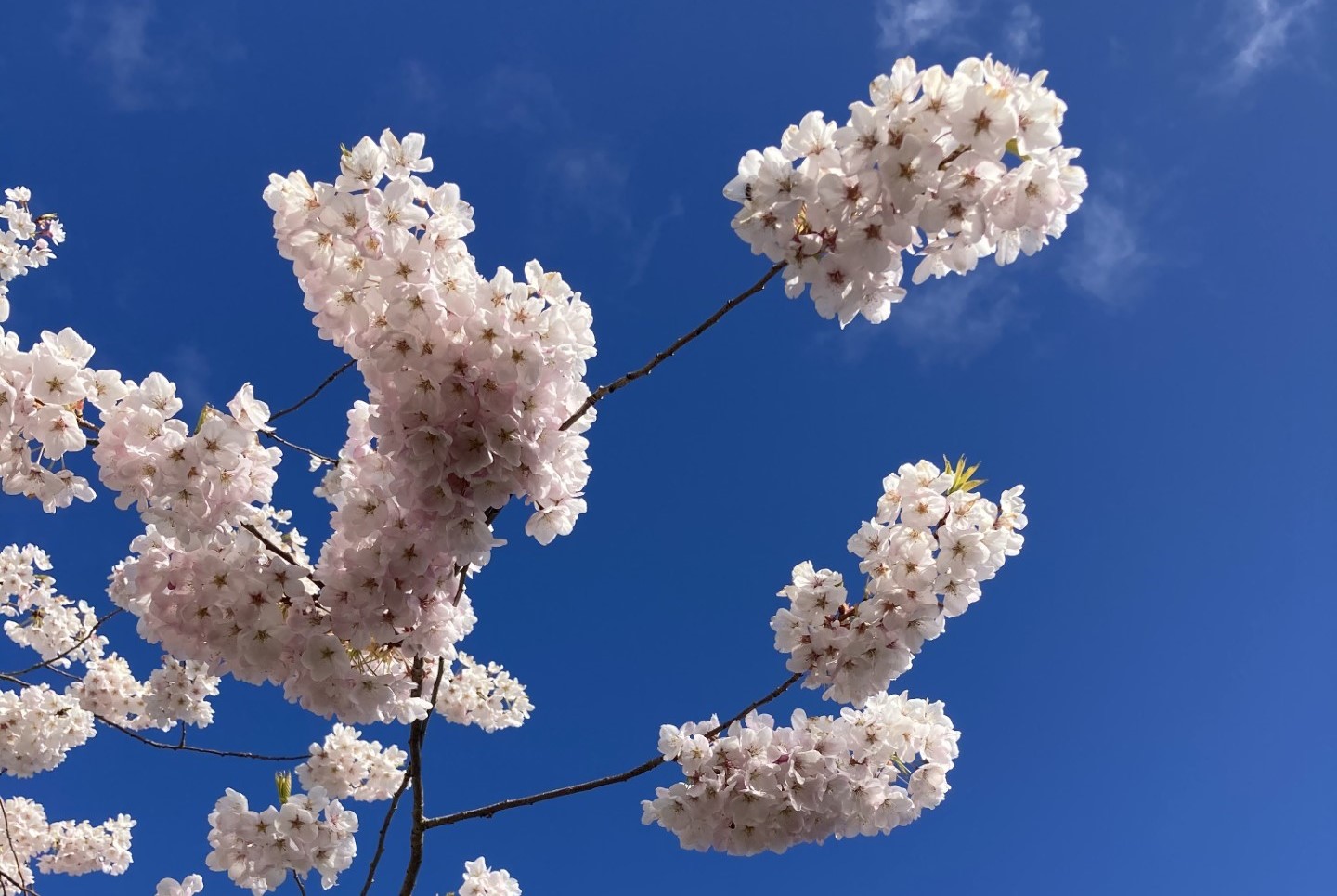 CEO Update: Organizational Realignment & Hiring Plan — The Mountaineers