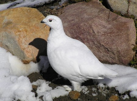 Citizen Science: White-Tailed Ptarmigan, Ghost Birds of the Winter Cascades