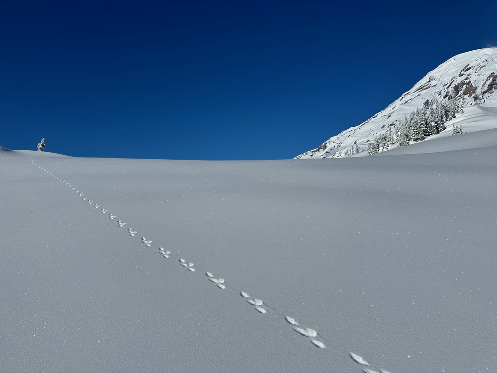 Coexisting with Wildlife Through Wildlife-Smart Recreation Practices