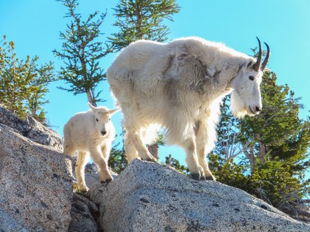 Conservation Currents | A New Home for Our Goats: The Mountain Goat Translocation Plan