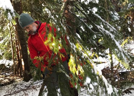 How To: Cut Your Own Christmas Tree in Our National Forests