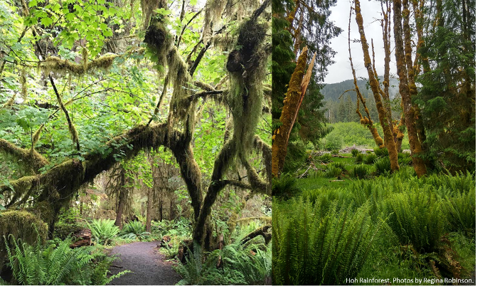 Did You Know? Hoh Rainforest — The Mountaineers