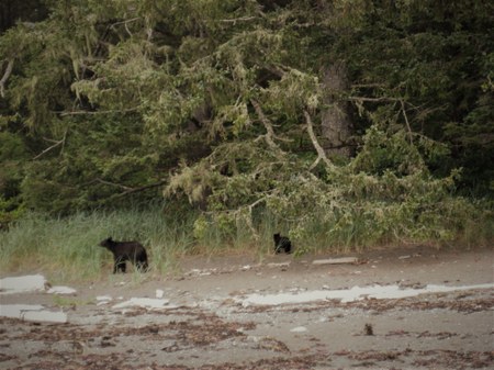 Did You Know? Ozette Loop