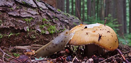 Did You Know | Pacific Banana Slugs 