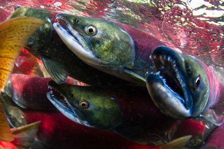 Did You Know? The Fall Salmon Run