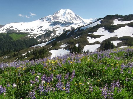 Did You Know? Washington's Wildflowers