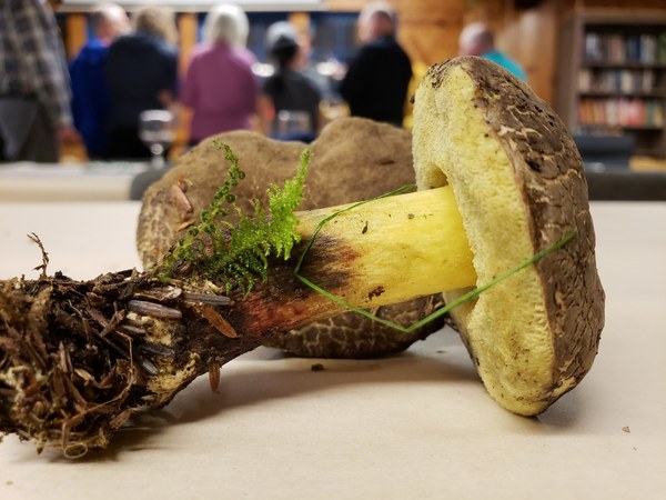 Discover Mushrooms of the PNW - August 26