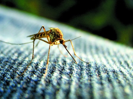 Essential Repellent: What You Need to Know to Survive the Battle of the Bug