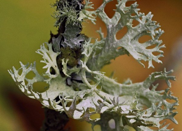 Forests Within Forests | Moss Workshop - Feb 26 & 28, 2026