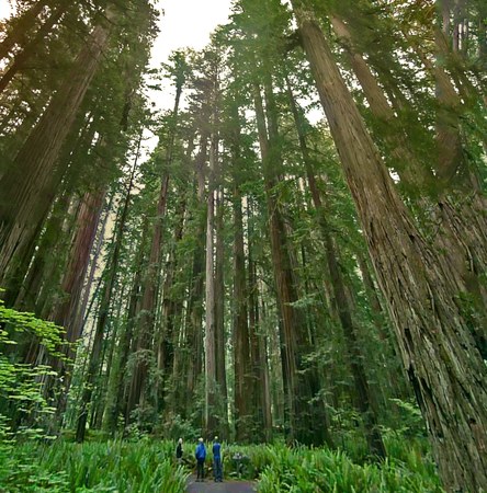 Free Film Screening - Climbing Redwood Giants