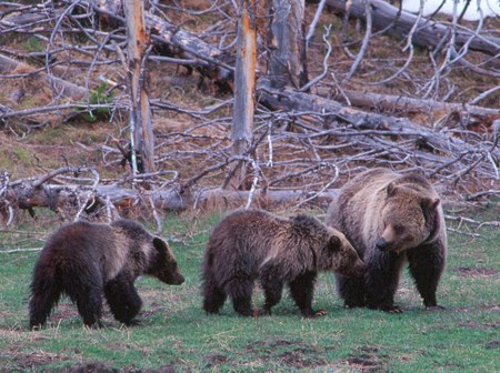 Ghost Bears: Studying Grizzly Bears in Washington’s North Cascades