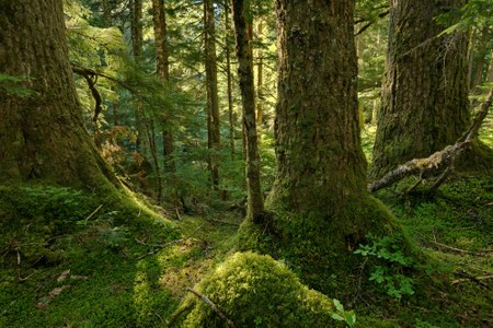 Great News for Ancient Forests and Climate: Tongass Protections Restored