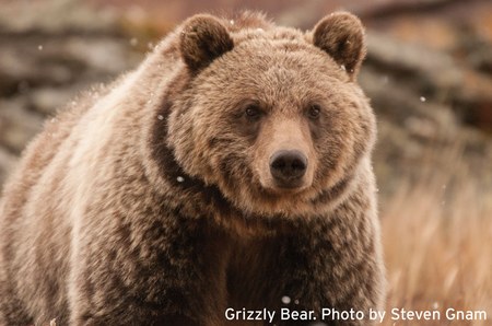Grizzlies in the North Cascades: Unbearable to ponder or barely a concern?