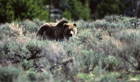 Grizzly Bear Restoration Options Available for Comment