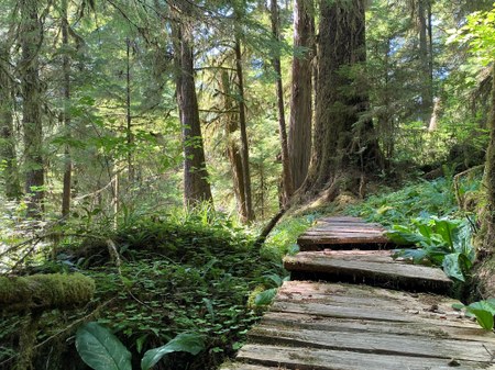 Help Shape Sustainable Recreation Planning in the Olympic National Forest