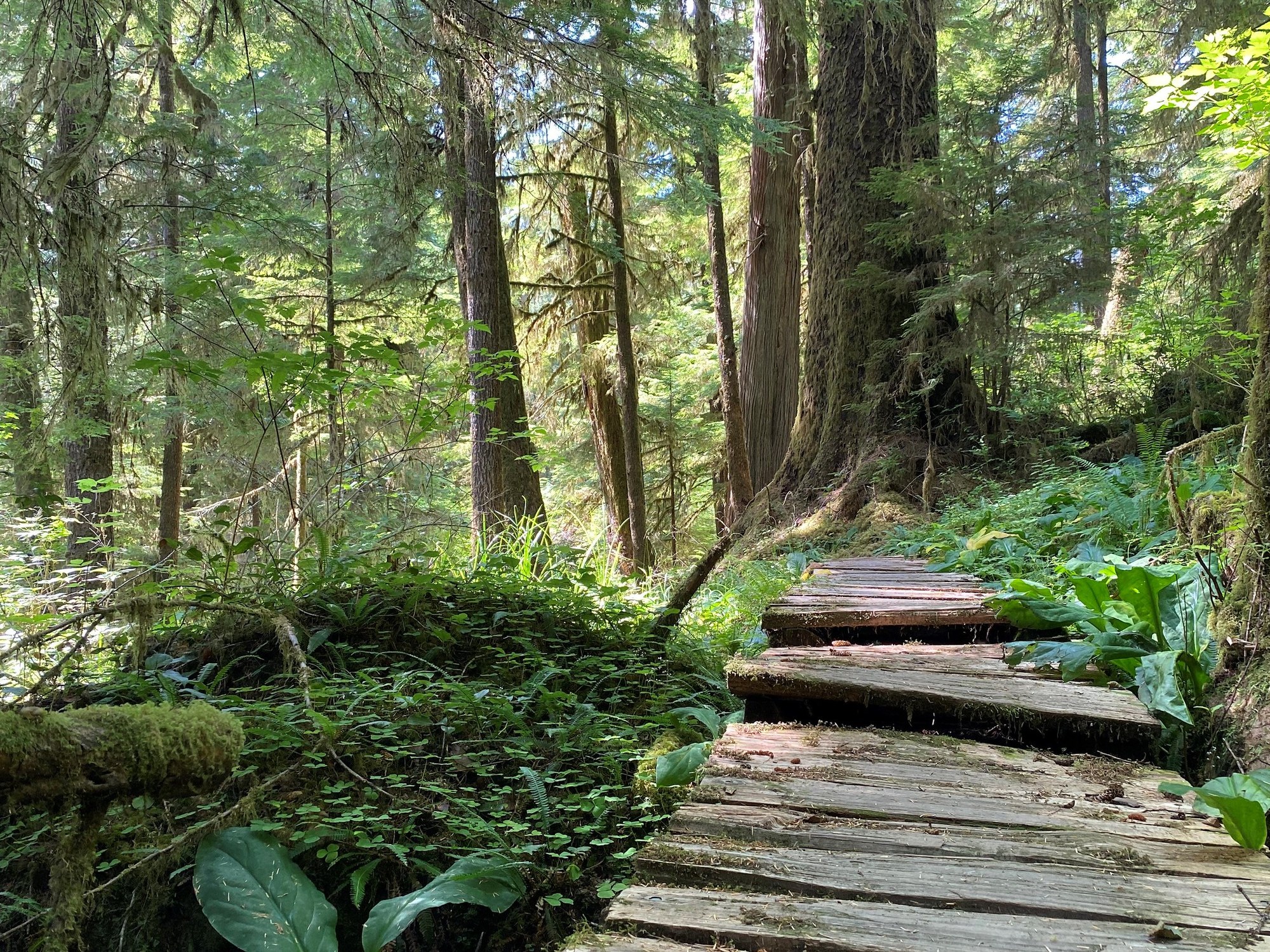 Help Shape Sustainable Recreation Planning in the Olympic National