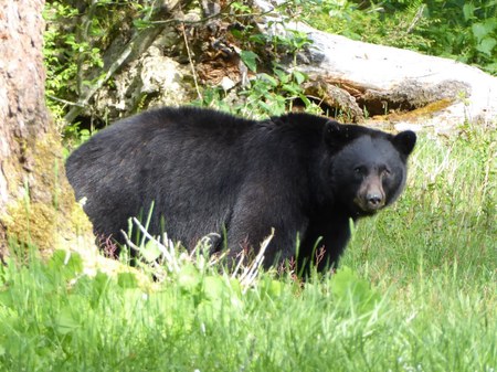 How to Safely Go Bear Spotting in Washington