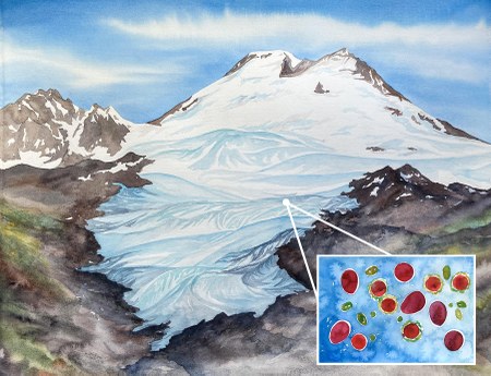 Hunting for Watermelon Snow: A citizen science project to track snow algae  and its environmental effects