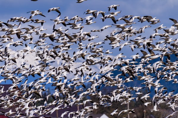 001-Massive flock of Snow Geese flying-Hayton Reserve-Skagit County-.jpg