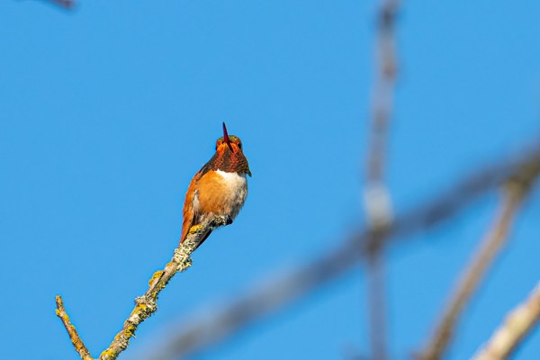 008-Rufous Hummingbird-Marymoor Park-King County-.jpg