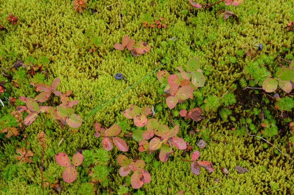 04 - Moss & Blueberries-Lake Anne Trail-Mount Baker Wilderness-7683.jpg