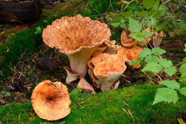 07 - False Chanterelle-Lake Anne Trail-Mount Baker Wilderness-7657.jpg