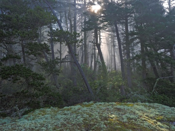2020 Fog creating microhabitat for mosses and lichens in the San Juans.jpg