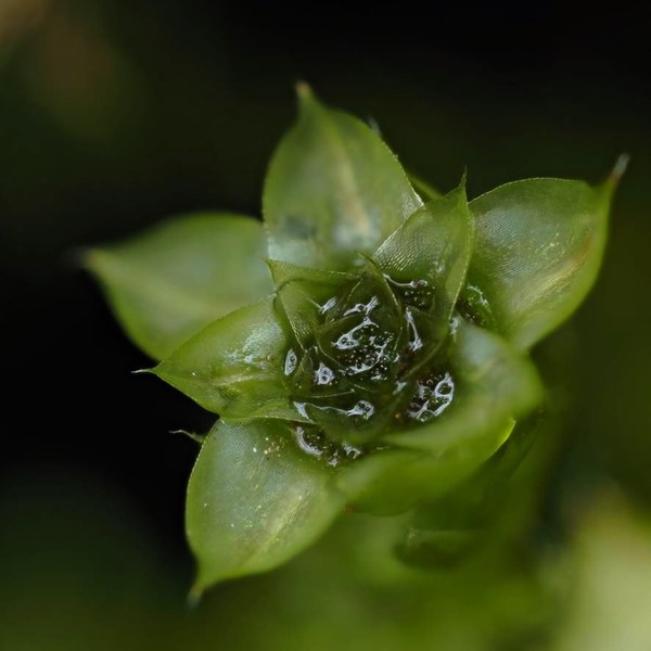 2025-12-21-23.11.25 ZS PMax.jpeg