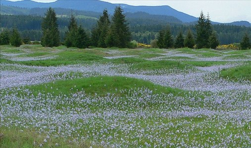 Mima Mounds Mima Mounds