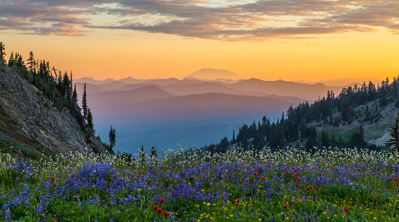 Mountain Flowers by Tim Nair