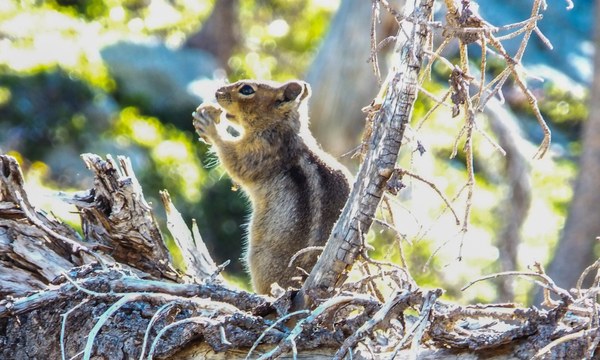 A chipmunk having a snack in the Enchantments. Photo by Ida Vincent. 2.jpg