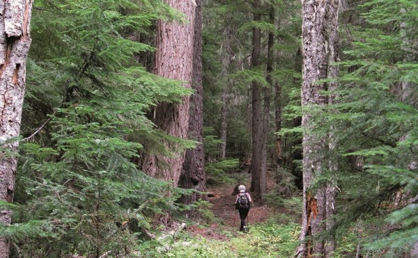 A hiker is dwarfed by towering trees in the Waldo Lake Wilderness along the Black Creek Trail - LeGue - cropped.jpg