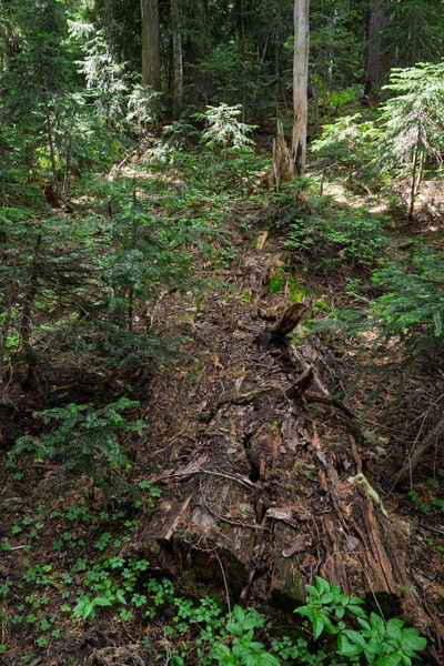 A old log-Owyhigh Trail-Mount Rainier-0036.jpg