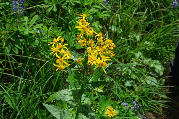 Arrowleaf Senecio - Senecio trangularis-Owyhigh Trail-Mount Rainier-0225.jpg