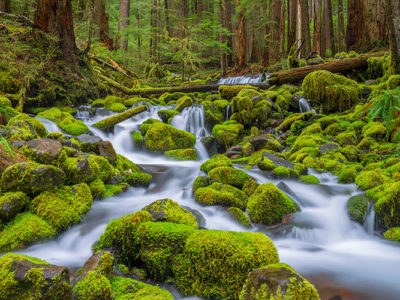 Art Wolfe_Olympic Cascade.jpg