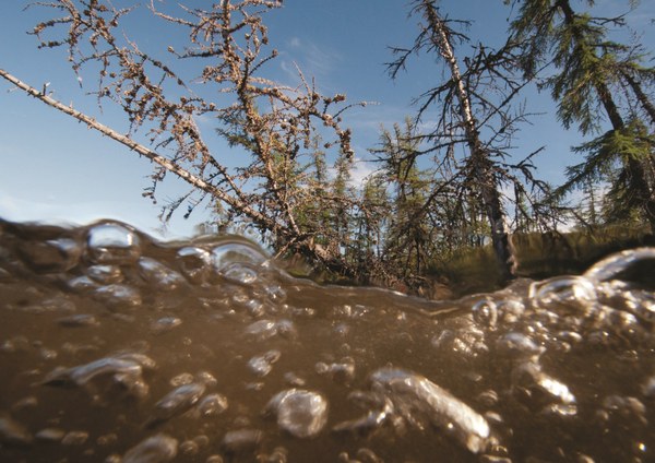 As the formerly firm permafrost soil beneath them thaws, larch trees fall into a Siberian lake while methane bubbles up from the lake's bottom p56.jpg